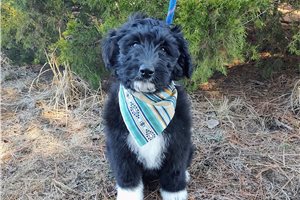 Brenna - Aussiedoodle for sale