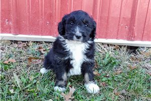 Alea - puppy for sale