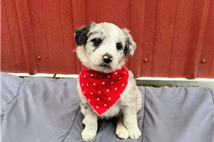 Bonnie - puppy for sale