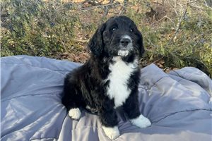 Bristol - Aussiedoodle for sale
