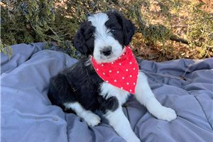 Blaire - puppy for sale