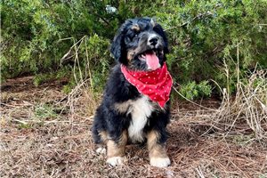 Alfie - Aussiedoodle for sale