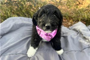 Brenna - Aussiedoodle for sale