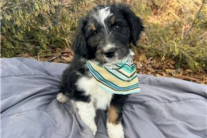 Boston - Aussiedoodle for sale