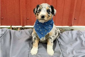 Bitsy - puppy for sale