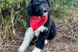 Autumn - puppy for sale