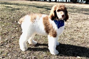 Embry - puppy for sale
