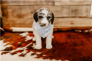 Wilda - puppy for sale