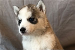 Izzy - Siberian Husky for sale