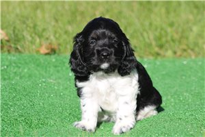 Carly - Cocker Spaniel for sale