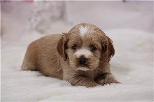 Ophelia - puppy for sale