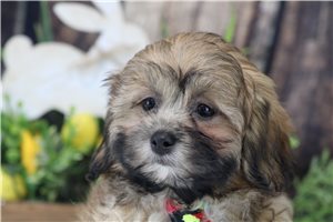 Morty - Shih-Poo - Shihpoo for sale