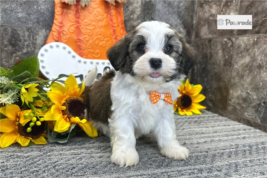 Kenji - Havanese for sale