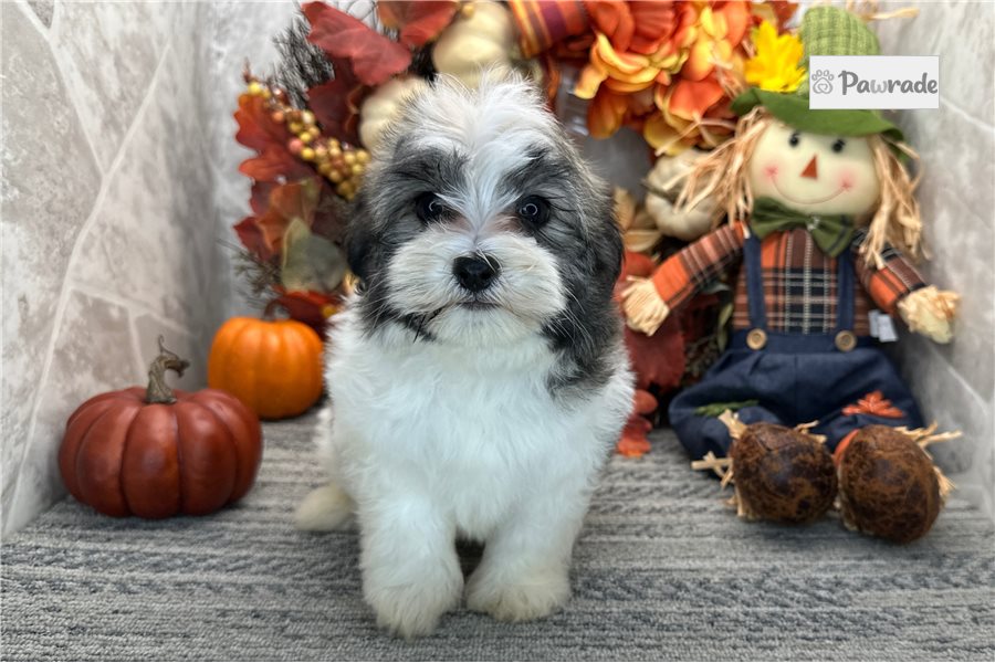 Kelpie - Havanese for sale
