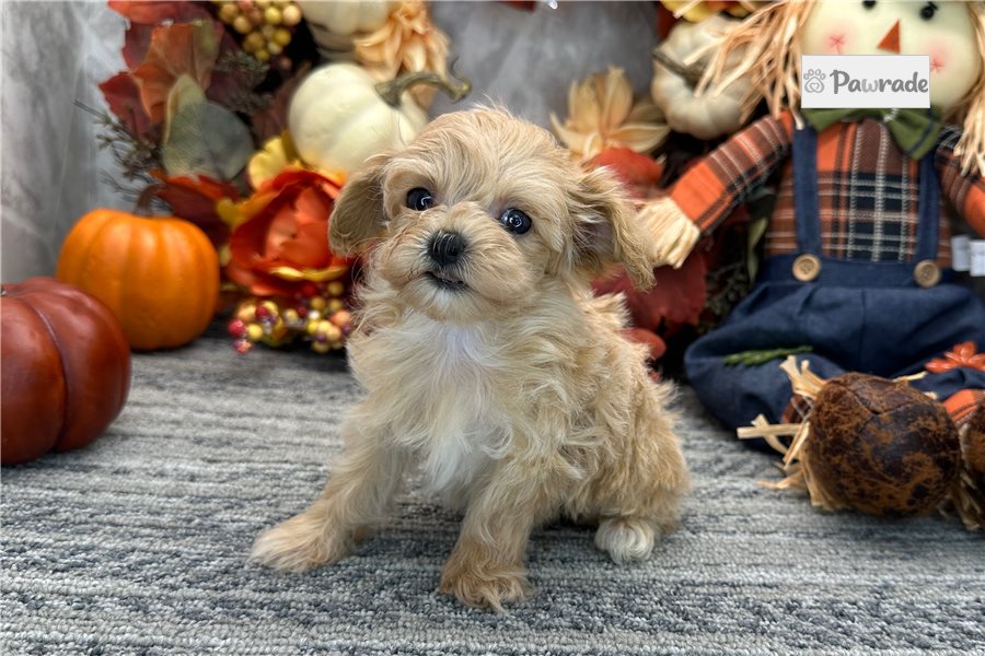 Millie, female Maltipoo puppy for sale