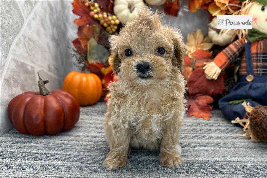 Mallory - Maltipoo for sale