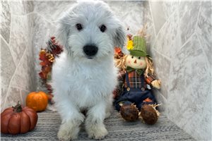 Mink - Coton De Tulear for sale