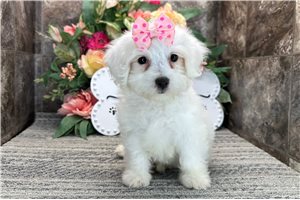 Meleah - Coton De Tulear for sale