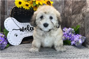 Shane - Coton De Tulear for sale