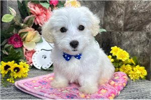 Hitch - Coton De Tulear for sale
