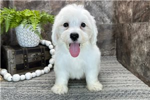 Manny - Coton De Tulear for sale
