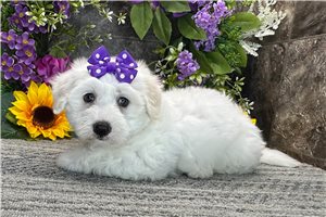 Sydney - Coton De Tulear for sale