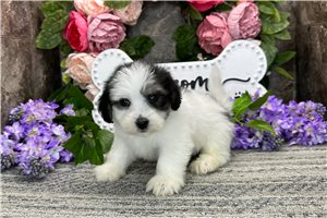 Moxie - Coton De Tulear for sale