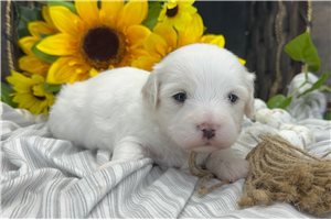 Watson - Coton De Tulear for sale