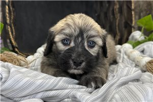 Sylvia - puppy for sale
