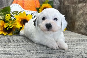 Noland - Coton De Tulear for sale