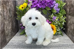 Sully - puppy for sale