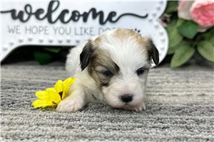 Naomi - puppy for sale