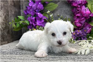 Tyra - Coton De Tulear for sale