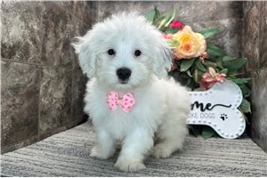 Mink - Coton De Tulear for sale