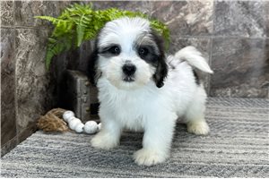 Moxie - Coton De Tulear for sale
