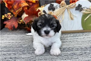 Quinsy - puppy for sale