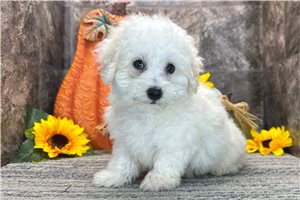 Todd - Coton De Tulear for sale