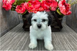Patricia - puppy for sale