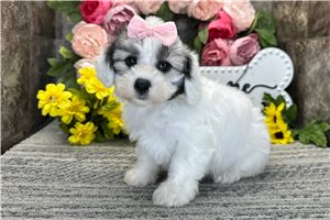Nala - Coton De Tulear for sale