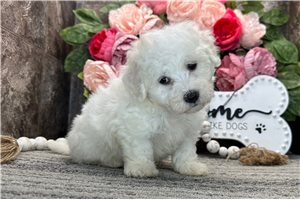 Teddy - Coton De Tulear for sale