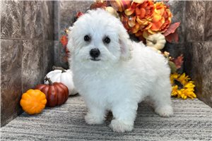Todd - Coton De Tulear for sale
