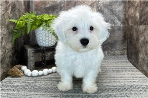 Mink - Coton De Tulear for sale