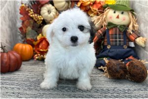 Nala - Coton De Tulear for sale