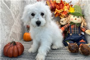 Meleah - Coton De Tulear for sale
