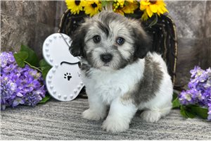 Wayne - Coton De Tulear for sale