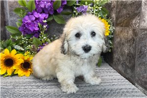 Shane - Coton De Tulear for sale