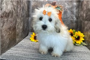 Misty - Coton De Tulear for sale