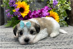 Mayse - Coton De Tulear for sale