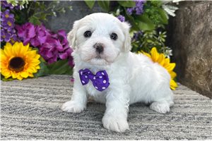 Watson - Coton De Tulear for sale