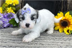 Nala - Coton De Tulear for sale